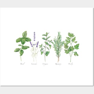 Culinary herbs painting Posters and Art